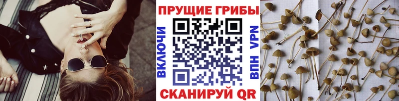 Купить  Очёр  Галлюциногенные грибы Psilocybe 